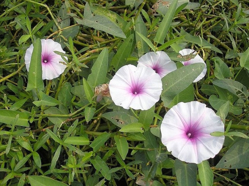 Wasserspinat , Ipomoea aquatica, saláta